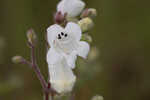 Manyflower beardtongue